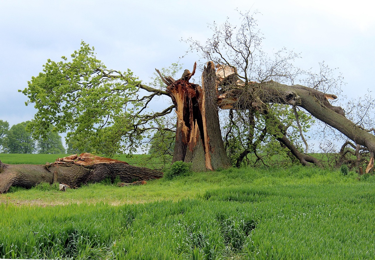 Tree trunk split down the middle after a storm