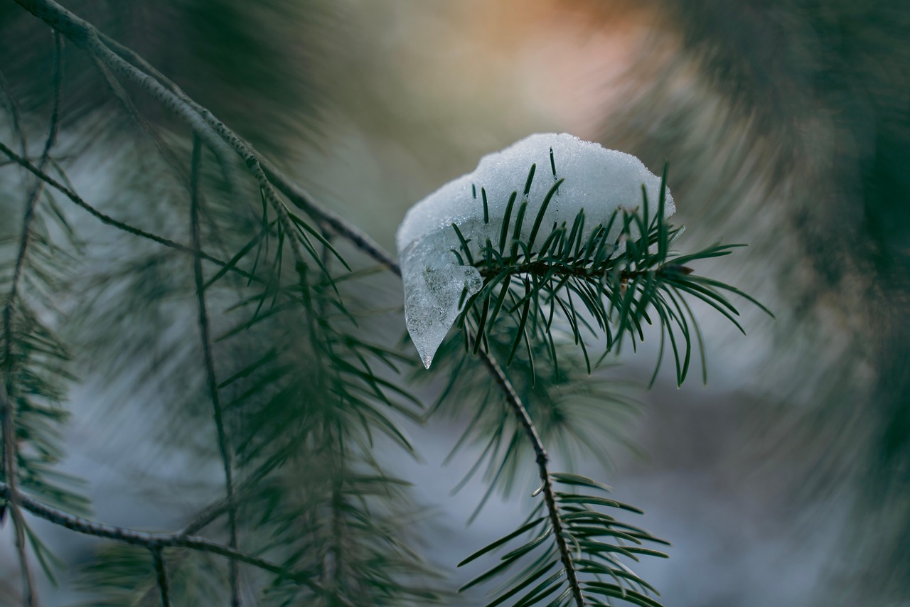 Bare tree branches coated in ice after a winter storm